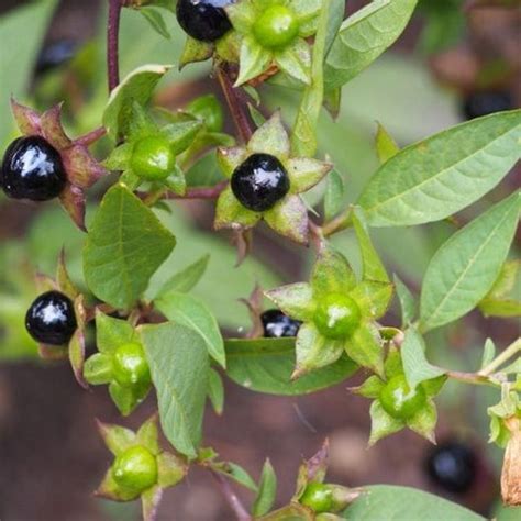 8 Most Poisonous Plants in the World | Nurserylive