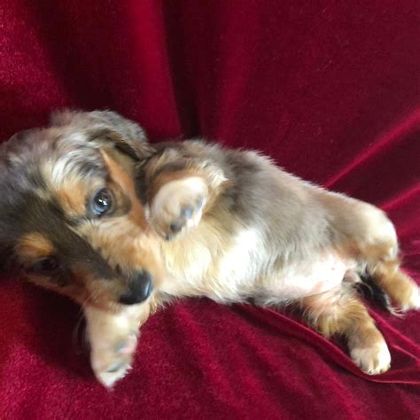 Long Hair Dapple Dachshund | All Dachshund
