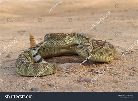 Desert Rattlesnakes