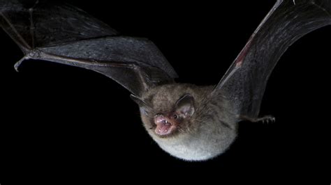 Do Bats Hibernate In Pennsylvania at Alyssa Massy-greene blog
