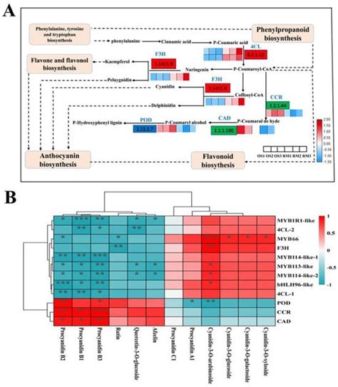MdMYB66 Is Associated with Anthocyanin Biosynthesis via the Activation ...