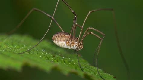 Are daddy-long-legs actually spiders? Harvestmen, crane flies and ...