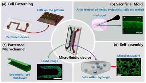 Vasculature-On-A-Chip for In Vitro Disease Models