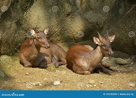 Wildlife In Quezon City