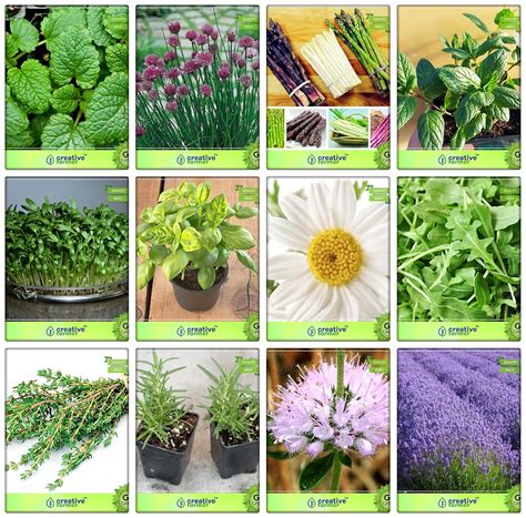 Creative Farmer Herb Plant Seeds Lemon Balm, Chives, Asparagus, Mint ...