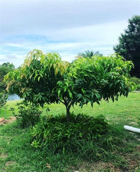 Tips for Growing Mango Tree 的图像结果