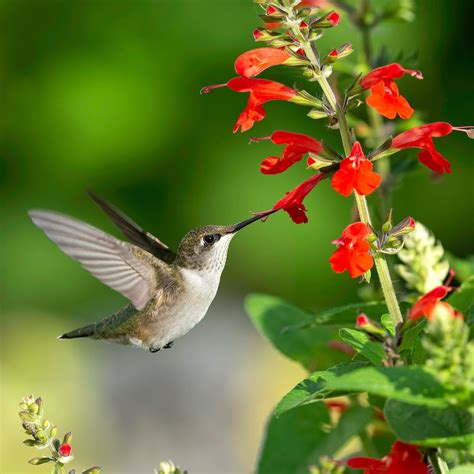 What Plants Do Hummingbirds Love the Most | Flowers that attract ...