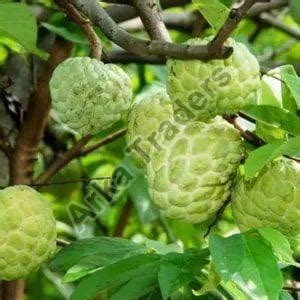 Fresh Custard Apple Exporter, Supplier from Hyderabad