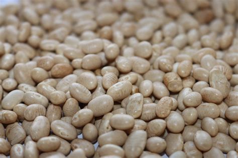 How To Dry Navy Beans at David Headrick blog