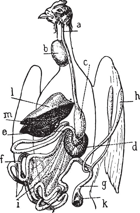 Image result for Bird Digestive System