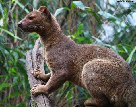 Pin by Torrie Blake on Kingdom: Animalia | Fossa animal, Endangered ...