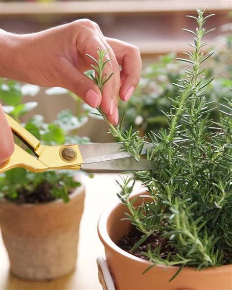 How to Grow Herbs Indoors | Apartment Therapy