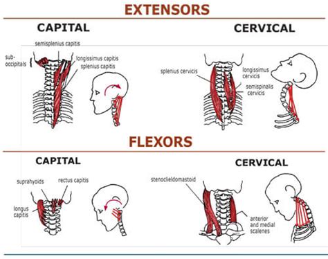 Forward Head Posture – Part 1