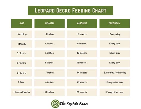 How Much To Feed A Leopard Gecko (Answered By Vet Tech) - The Reptile Room