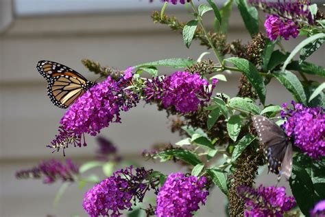 Propagating Butterfly Bush: How To Grow Butterfly Bushes From A Seed Or ...