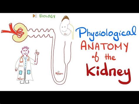 Image result for Kidney Tutorial