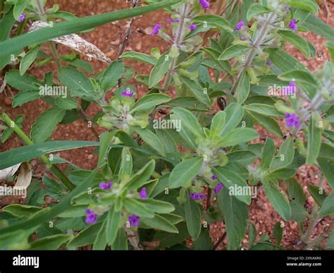 mint family (Lamiaceae) Plantae Stock Photo - Alamy