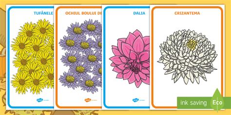 Flori de toamnă Planșe pentru copii - Twinkl România