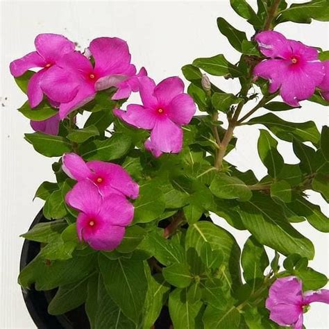 Buy Vinca, Catharanthus roseus (Any Color) - Plant online from ...
