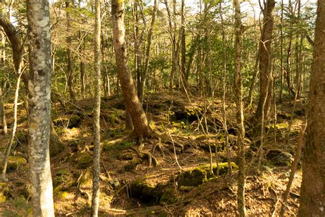 富士山 的图像结果