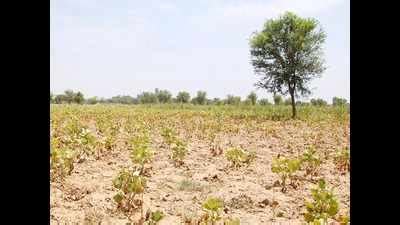 Rajasthan: Irregularities unearthed in land allotments in Jaisalmer ...