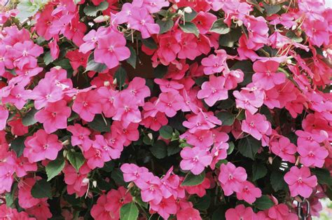 How to Grow and Care for New Guinea Impatiens