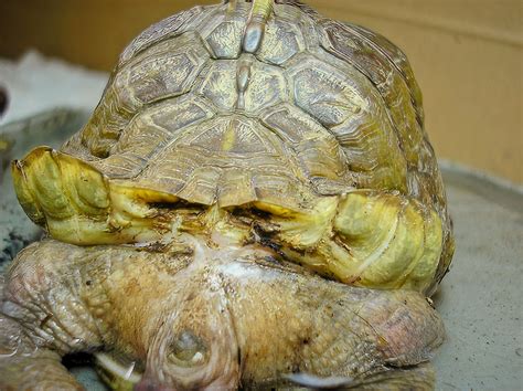 Image result for Tortoise Inside Shell