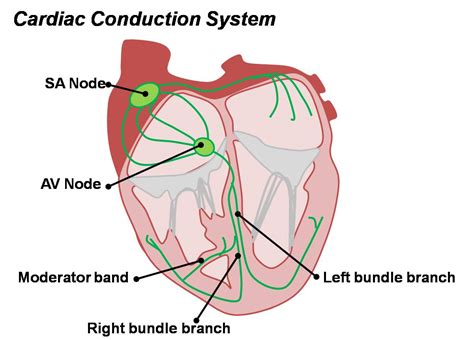 Image result for Cardiac Conduction System Disorders