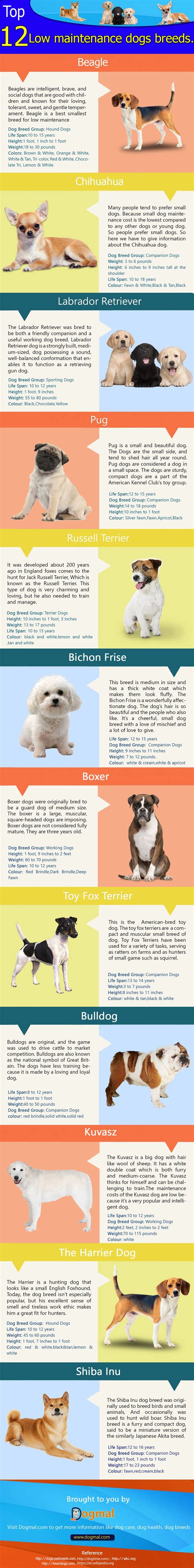 17 Best Low Maintenance Dog Breeds for Laid Back Owners – Dog Training Me