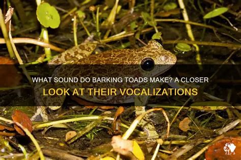 Image result for Toad Croaking Sound