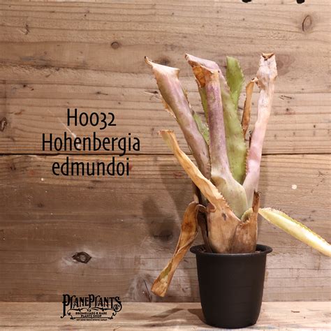 【reserved】 Hohenbergia edmundoi〔ホヘンベルギア〕現品発送H0032 | plane plants