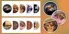 Bienen Lapbook-Bündel I Biene I Grundschule
