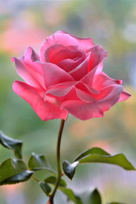 Image result for Flower Coding Steps Pattern in Scratch