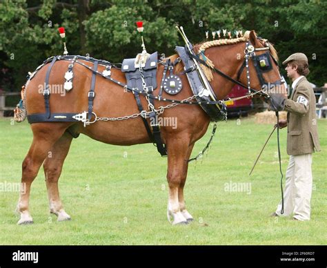 A rare breed Suffolk Punch Horse in full show harness Stock Photo - Alamy