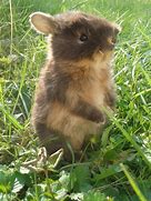 Image result for Tan Rabbit