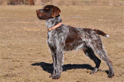 Dogs That Look Like Wirehaired Pointing Griffon at Crystal Frasher blog