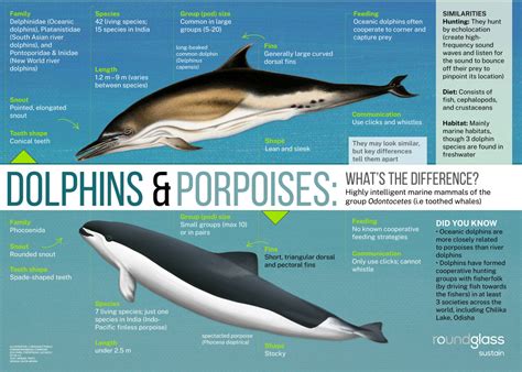 Porpoise Dolphin Harbour Porpoise In Cornwall | Wildlife Species Guide