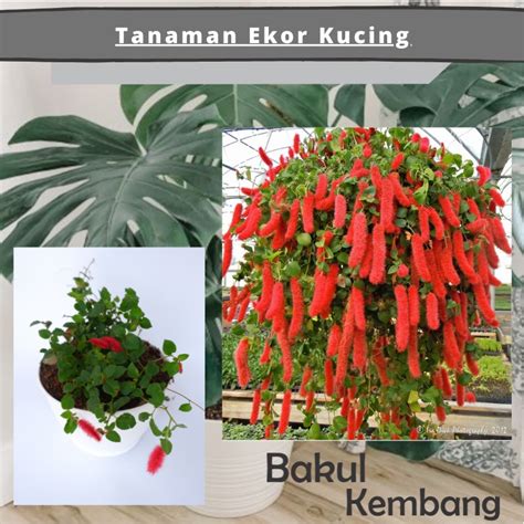 Image result for Bunga API Kucing