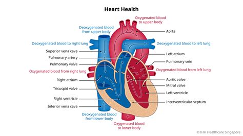 Cardiology (Heart) | Parkway East Hospital