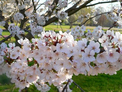Image result for Flowering Cherry Tree