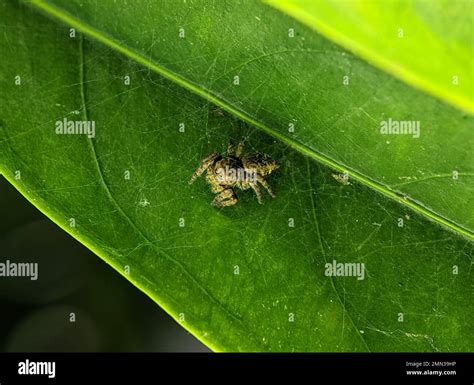 Jumping spider Euophrys frontalis. The Euophrys frontalis is a genus of jumping spiders of the ...