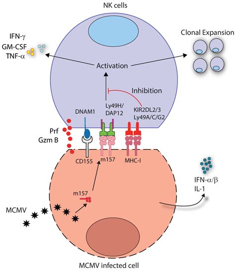 Implications of a ‘Third Signal’ in NK Cells