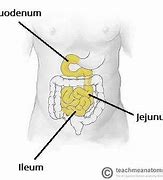 Image result for 回肠 ileum