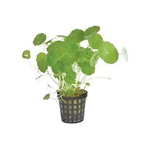 Buy Creative Farmer Hydrocotyle Pennyworth Live Plants (Green) (Healthy ...