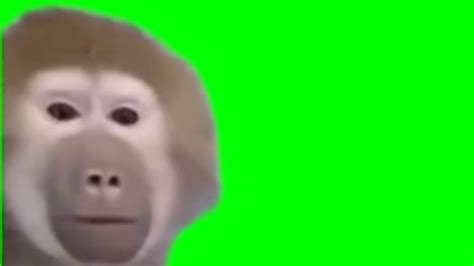 Confused Monkey Meme