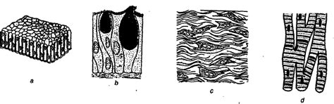The four figures (A, B, C and D) given below represent four different ...