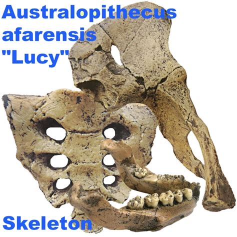 Image result for Australopithecus Fossils