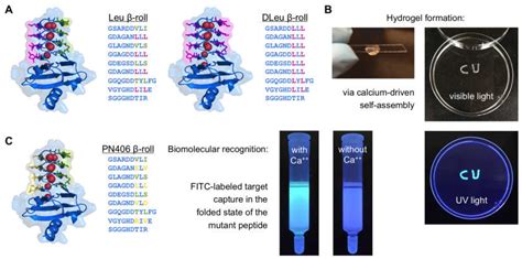 Block V RTX Domain of Adenylate Cyclase from Bordetella pertussis: A ...
