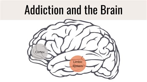 Image result for Prefrontal Cortex Addicted Brain