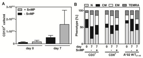 Inhibition of Heme Oxygenase-1 Activity Enhances Wilms Tumor-1-Specific ...